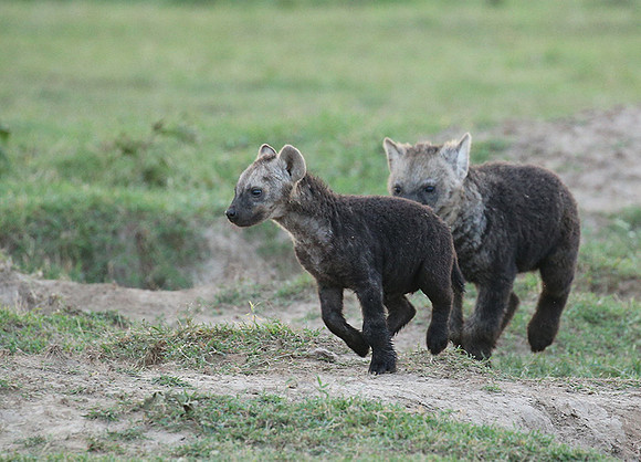 Laikipia