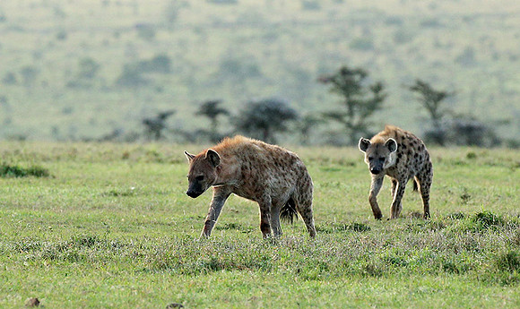 Laikipia