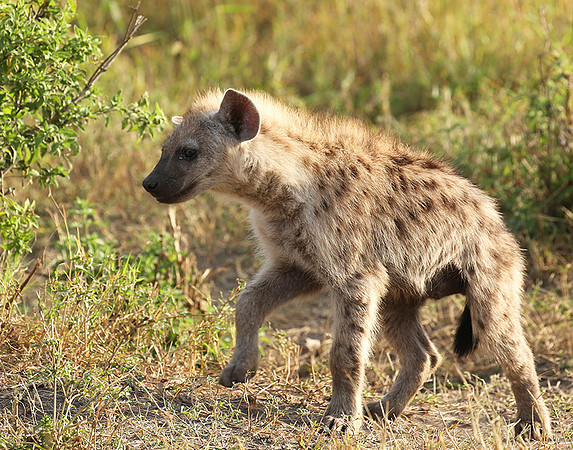 Masaï Mara : Spotted hyena cub