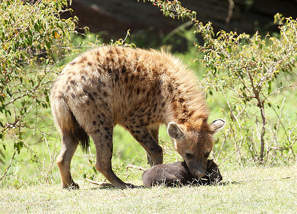 Spotted hyena moving her cub - Masaï Mara