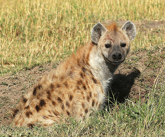 Masaï Mara : Spotted hyena