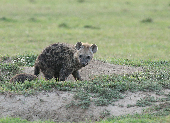 Laikipia