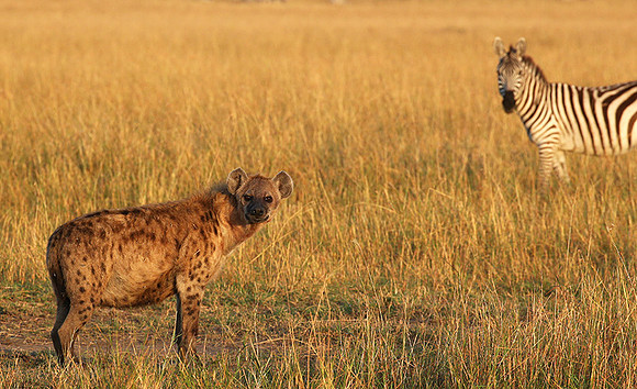 Masaï Mara : Spotted hyena