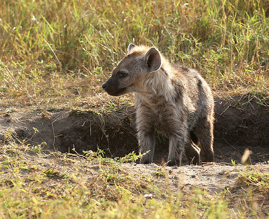 Masaï Mara : Spotted hyena cub