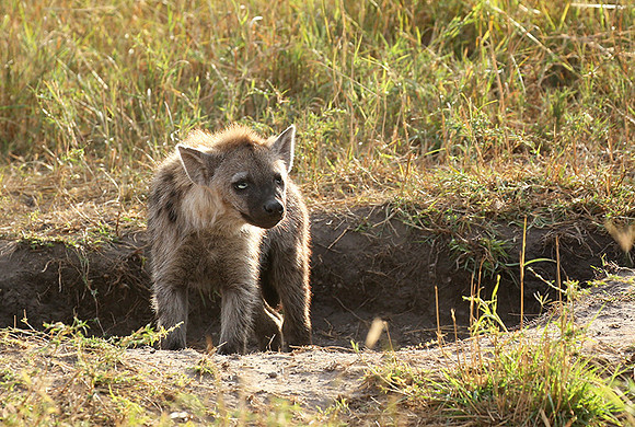 Masaï Mara : Spotted hyena cub