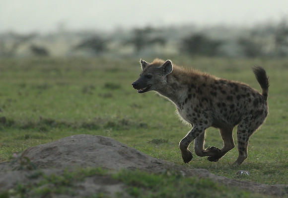 Laikipia