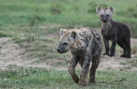 Laikipia