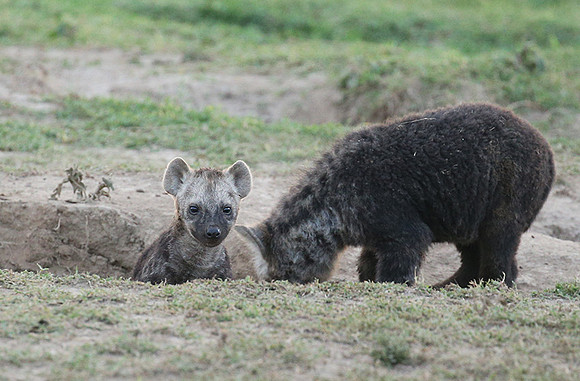 Laikipia