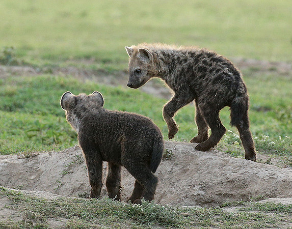 Laikipia