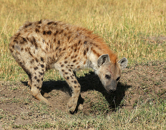 Masaï Mara : Spotted hyena