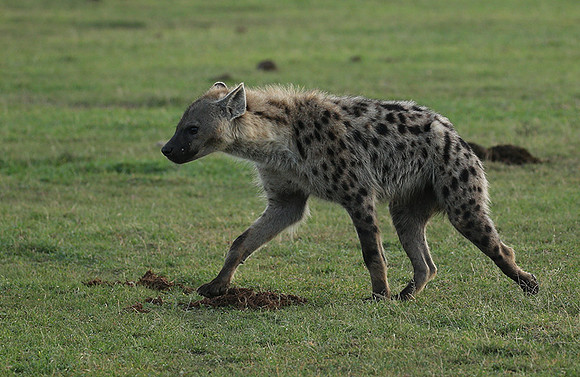 Laikipia