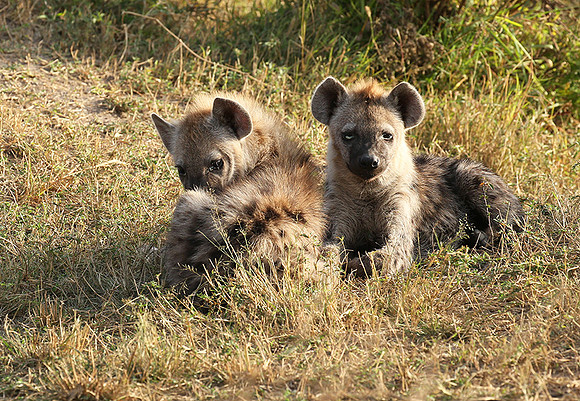 Masaï Mara : Spotted hyena cubs