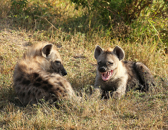Masaï Mara : Spotted hyena cubs