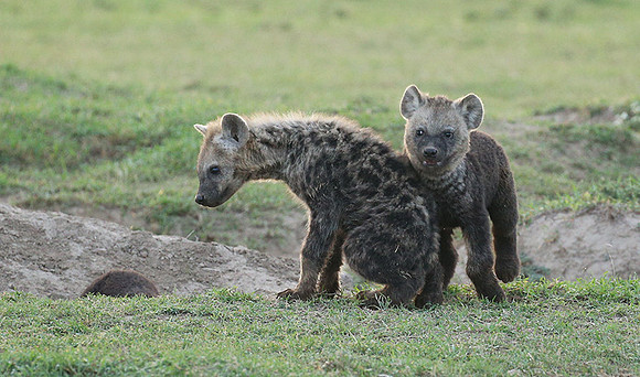Laikipia