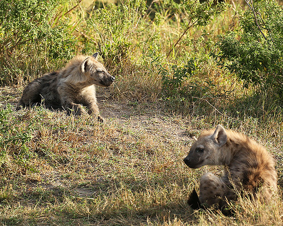 Masaï Mara : Spotted hyena cubs