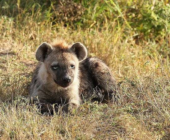 Masaï Mara : Spotted hyena cub