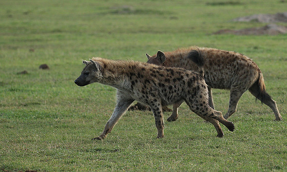 Laikipia