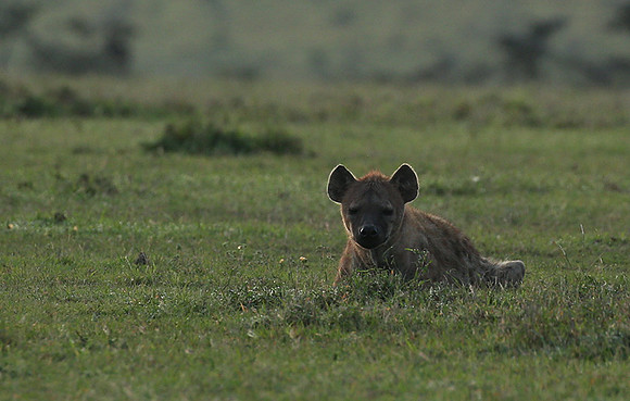 Laikipia