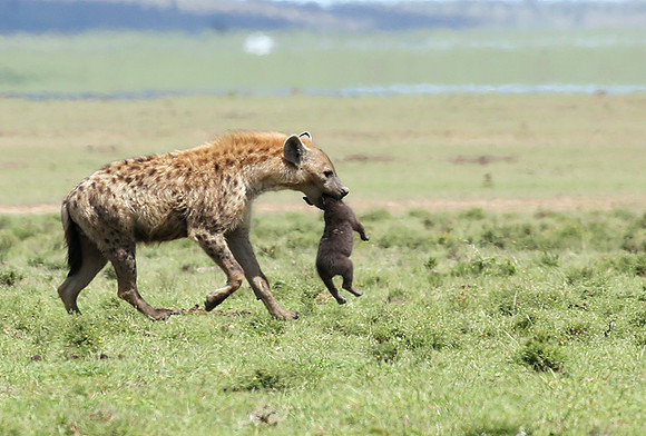 Spotted hyena moving her cub - Masaï Mara