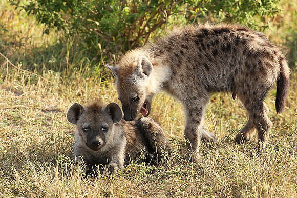 Masaï Mara : Spotted hyena cubs