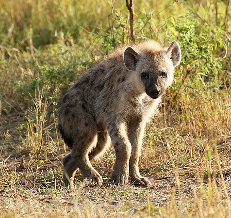 Masaï Mara : Spotted hyena cub