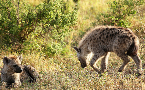 Masaï Mara : Spotted hyena cubs
