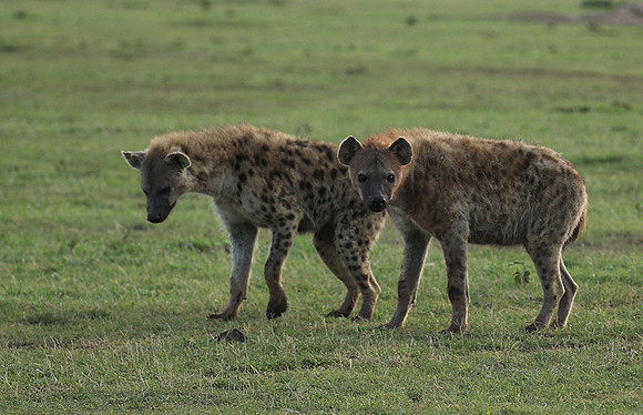 Laikipia