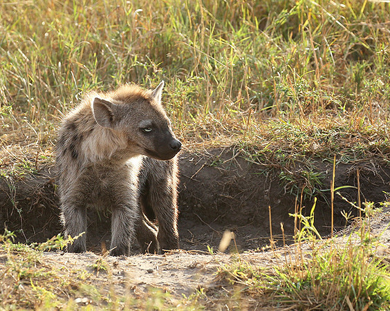Masaï Mara : Spotted hyena cub