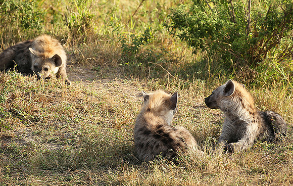 Masaï Mara : Spotted hyena cubs