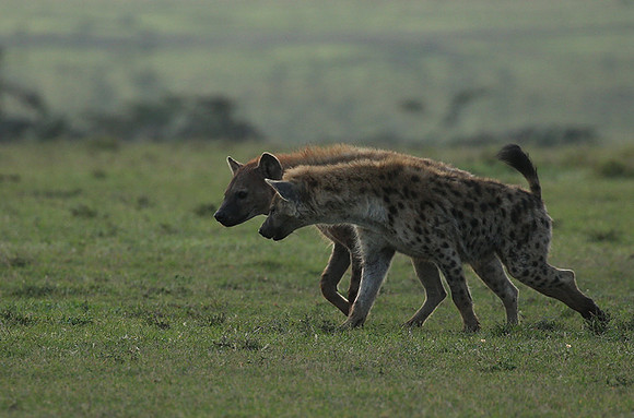 Laikipia