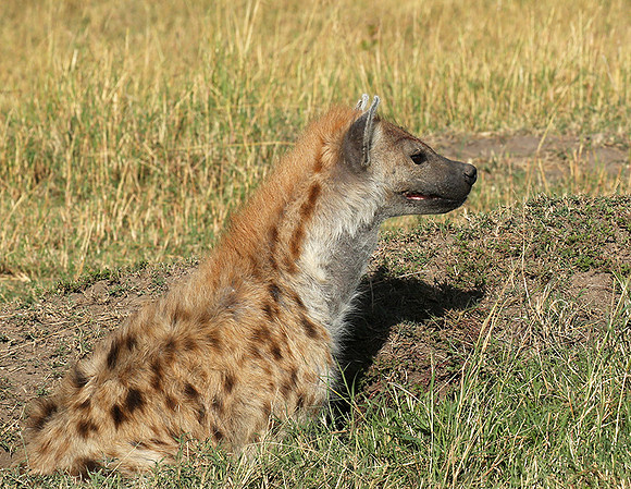Masaï Mara : Spotted hyena
