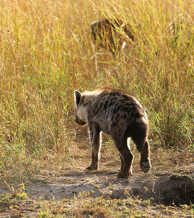 Masaï Mara : Spotted hyena cub