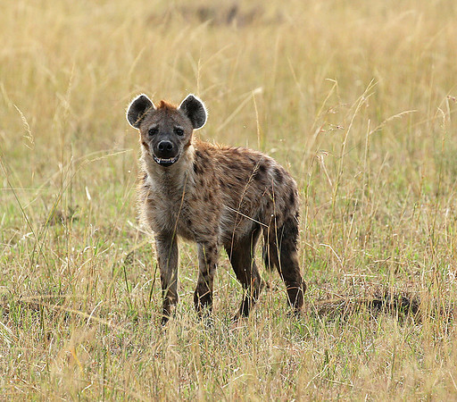 Masaï Mara : Spotted hyena