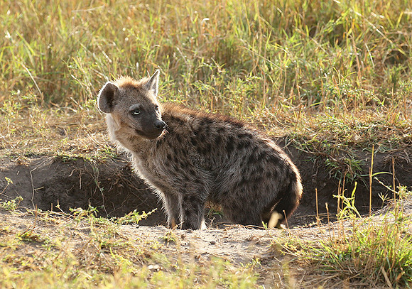 Masaï Mara : Spotted hyena cub
