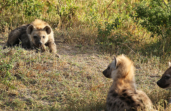 Masaï Mara : Spotted hyena cubs