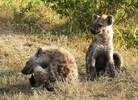 Masaï Mara : Spotted hyena cubs