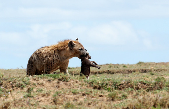 Spotted hyena moving her cub - Masaï Mara