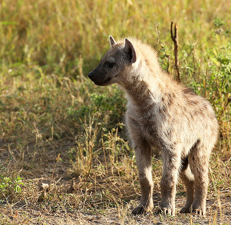 Masaï Mara : Spotted hyena cub