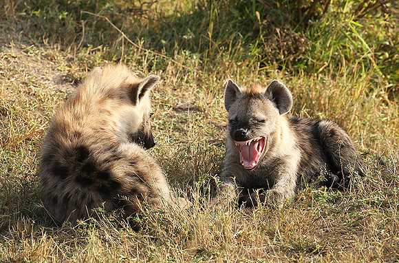 Masaï Mara : Spotted hyena cubs