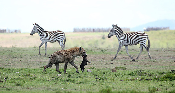 Spotted hyena moving her cub - Masaï Mara