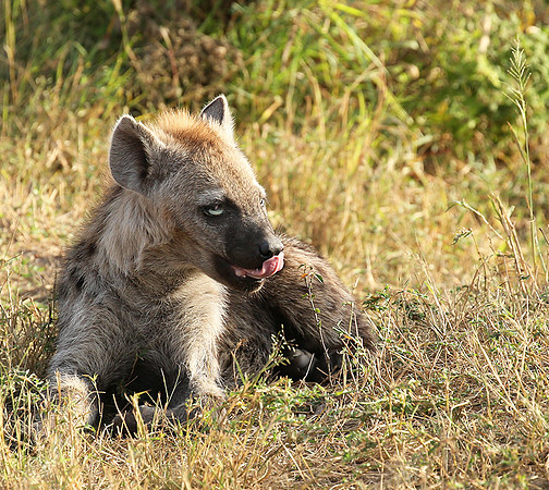 Masaï Mara : Spotted hyena cub