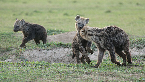 Laikipia