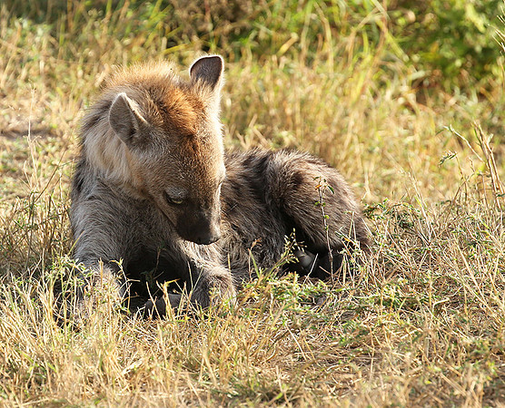 Masaï Mara : Spotted hyena cub