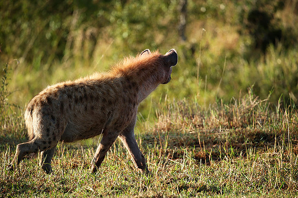 Masaï Mara : Spotted hyena