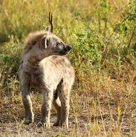 Masaï Mara : Spotted hyena cub