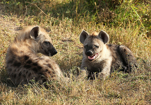 Masaï Mara : Spotted hyena cubs