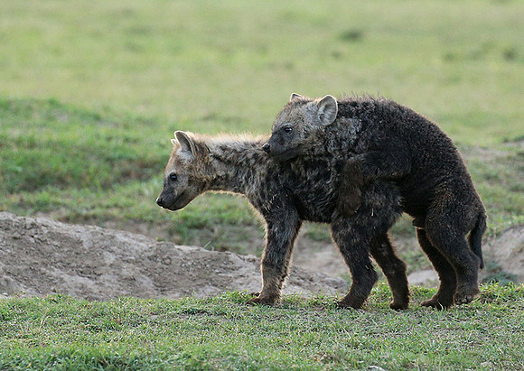 Laikipia