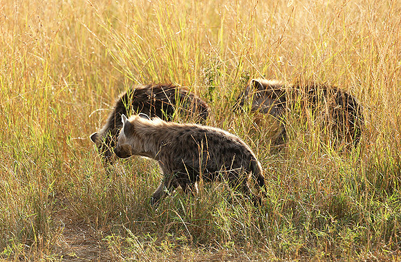 Masaï Mara : Spotted hyena cub