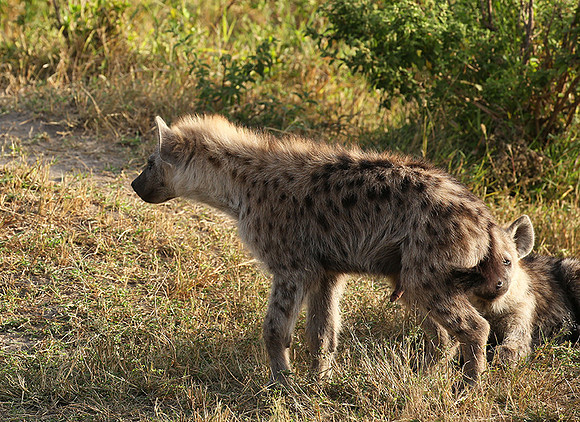 Masaï Mara : Spotted hyena cub