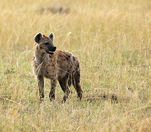 Masaï Mara : Spotted hyena